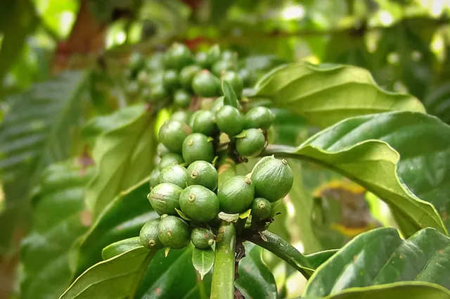 Coffee beans