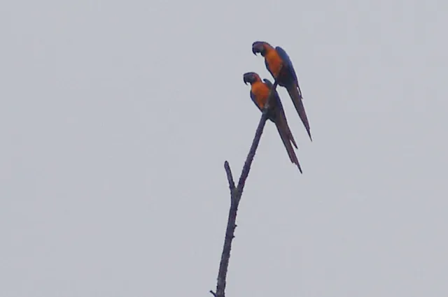 Parrots in the wild