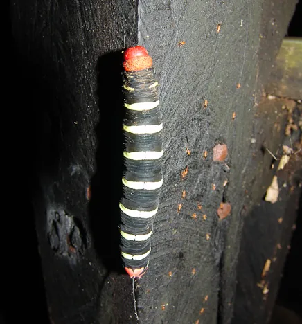 We saw so many unusual insects that we didn't even know existed