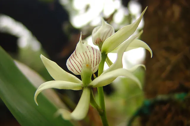 Quite a few varieties of orchids too