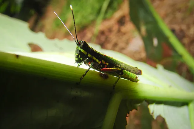 Lots of creepy crawlies everywhere giving you endless photography subjects