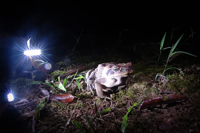 We went out of frog hunts at night around the Tapir grounds. This poor toad got the full paparazzi treatment from Gill, Adam and myself