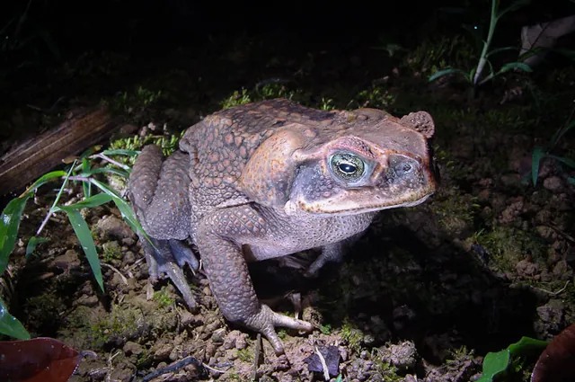 Huge toad!
