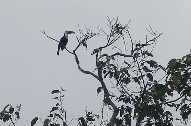 Looks like a toucan of sorts