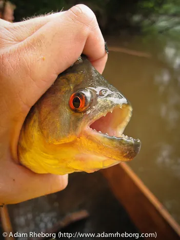 Even the Piranhas got a kiss and were chucked back