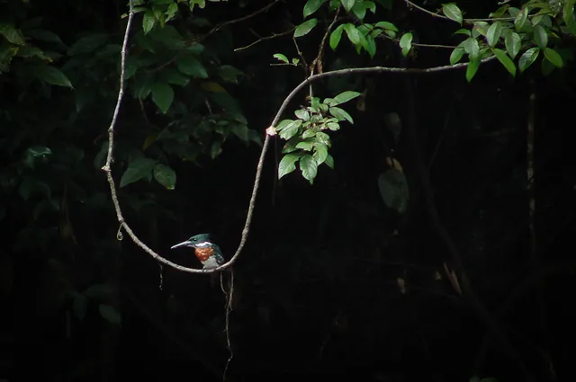 A Ringed Kingfisher