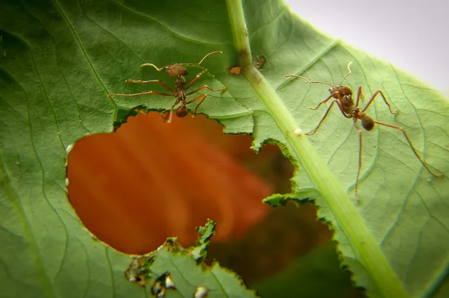 Leaf cutter ants cut out seemingly unmanageable segments