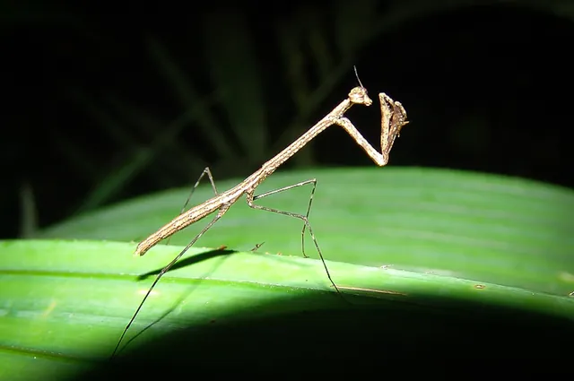 The praying mantis in position