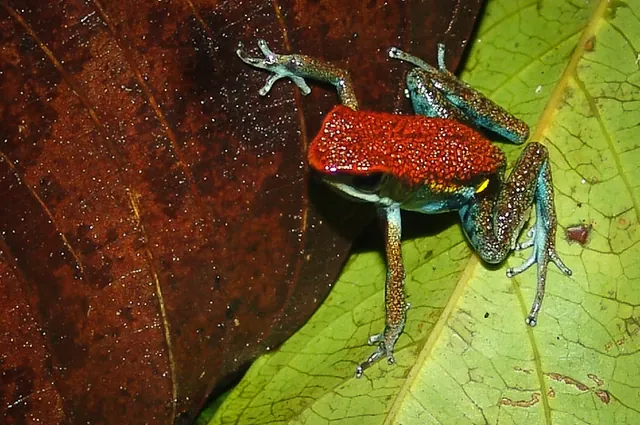 Stunning poison dart frog