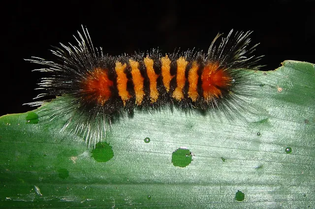 Whatever it is, it's cute!