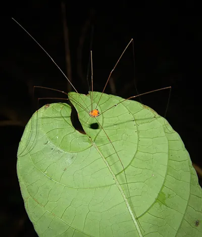 A War of the Worlds spider?