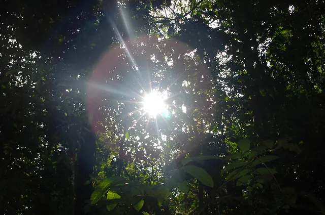 Such a heavy canopy above in the jungle letting only the smallest amount of light through