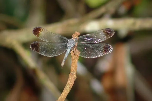 A dragonfly with translucent wings
