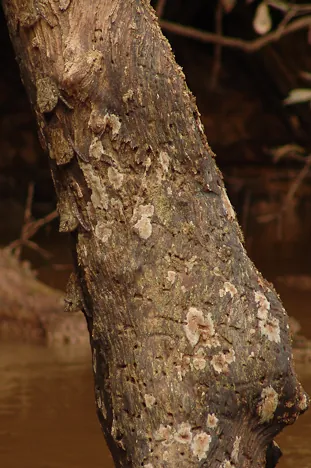 A vertical line of sleeping bats on the tree trunk