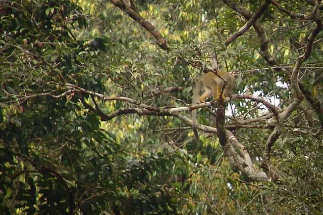 Cuyabeno Wildlife Reserve — photograph 58
