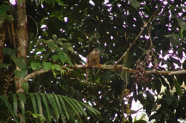 Cuyabeno Wildlife Reserve — photograph 59