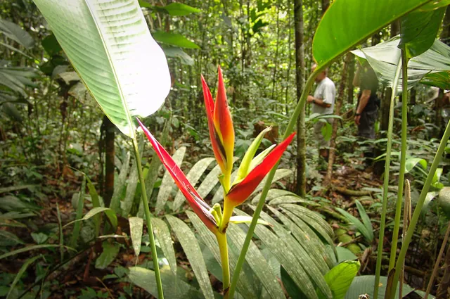 The heliconia in the wild