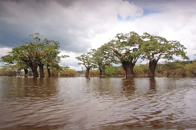 Trees can be waterlogged up at the Laguna Grande