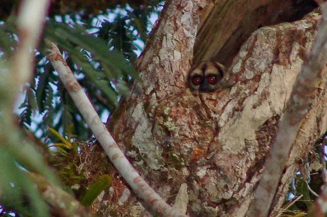 A cute little Gremlin looking monkey waiting for darkness before going out hunting