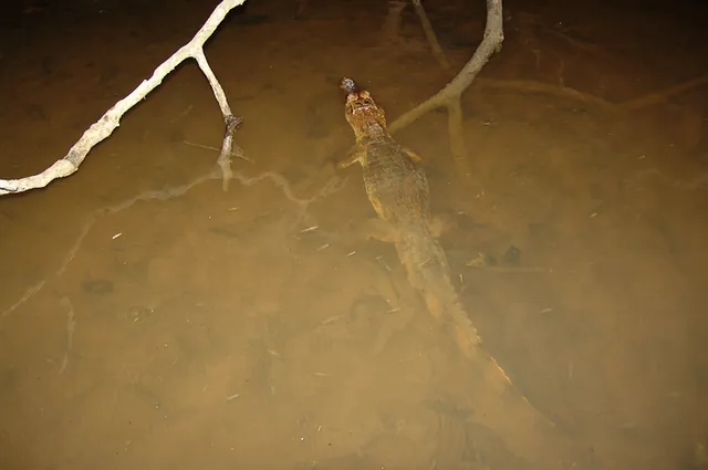 Caiman Crocodiles can be seen in and out of the water, mainly at night