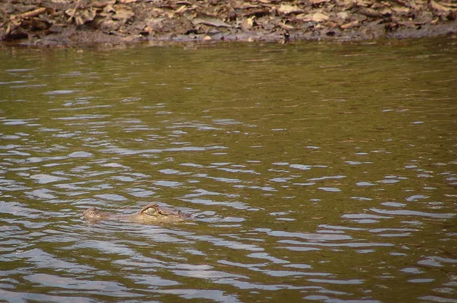 Cuyabeno Wildlife Reserve — photograph 86