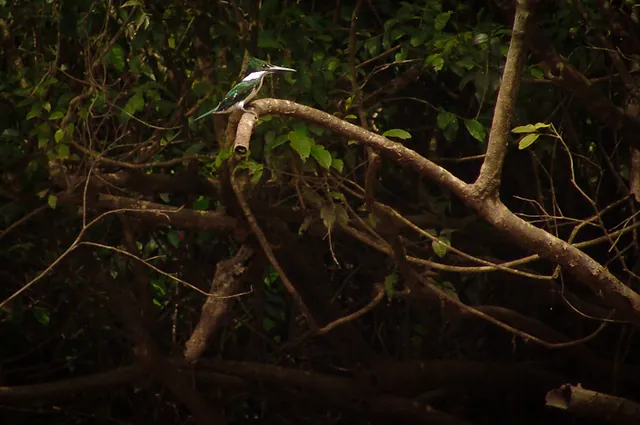 Cuyabeno Wildlife Reserve — photograph 87