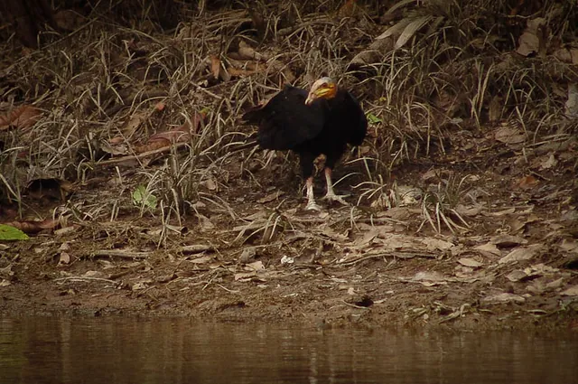 A Yellow Headed Vulture going fishing