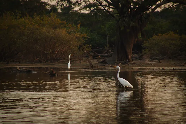Snowy Egrets fishing in the shallows