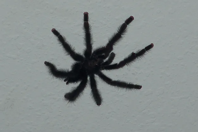 We found this Tarrantula in the airport after endless searching in the jungle for one!?!