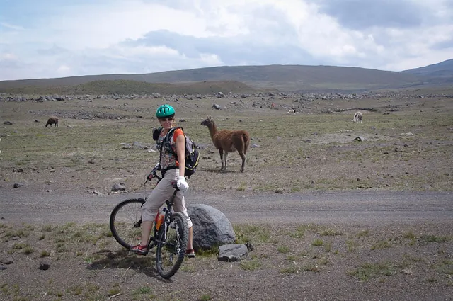Llamas roam freely up here at this elevation