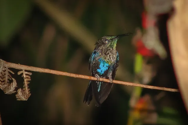 Some great looking hummingbirds zip about and you need to be quick to snap them
