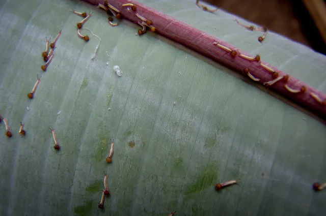 You can see the full lifecycle from caterpillar, to pupa and then to butterfly