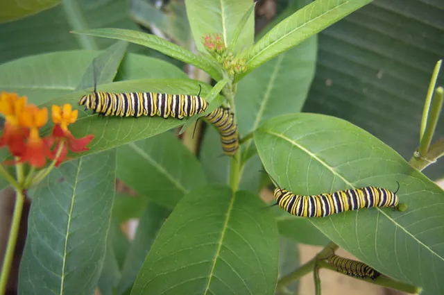 I bet those big boys are going to hatch out into something sizeable