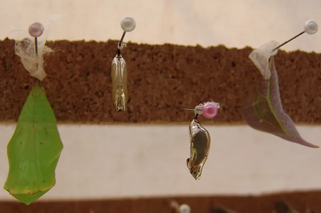 The staff collect the pupae cocoons and hang them in a hatching cabinet