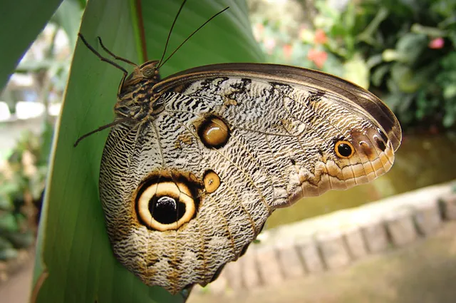 Some as you can see are huge! This one is a Caligo Eurilochus