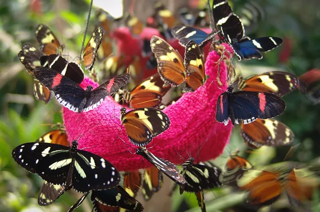 Butterflies seem to go mad for these bright coloured cushions