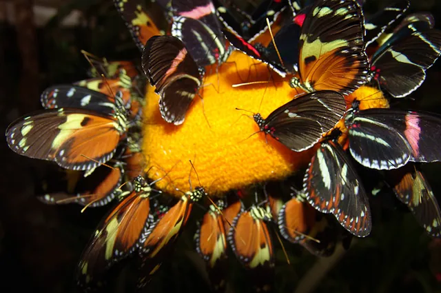 Mindo Butterfly Farm — photograph 10