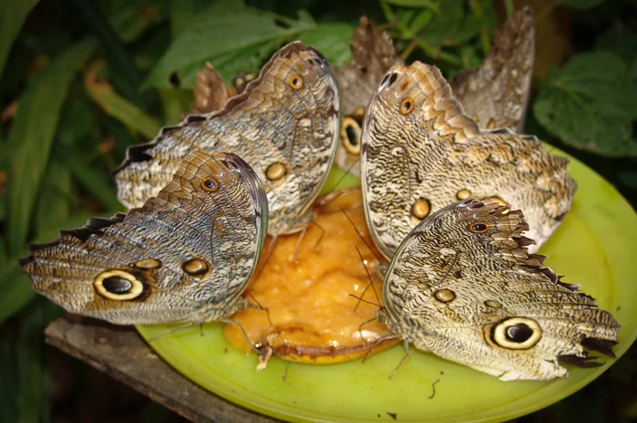 Mindo Butterfly Farm