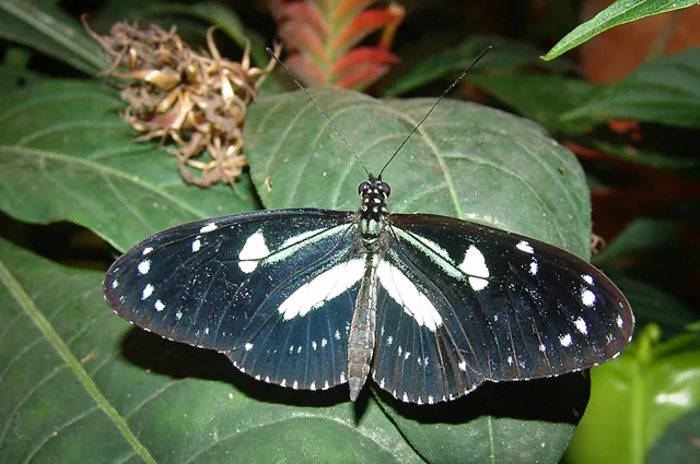 Mindo Butterfly Farm — photograph 12