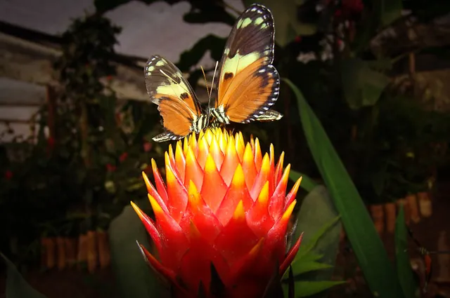 Heliconius Ismenius x 2