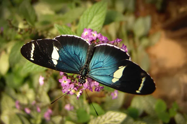 Heliconius Sara
