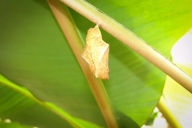 A pupa hanging beneath a leaf ... cunningly disguised as a leaf