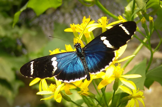Heliconius Sara