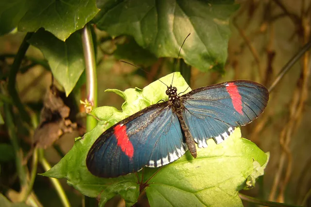 Heliconius Erato