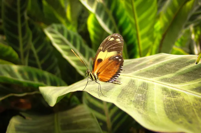 Mindo Butterfly Farm — photograph 18