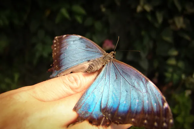 Morpho Peleides
