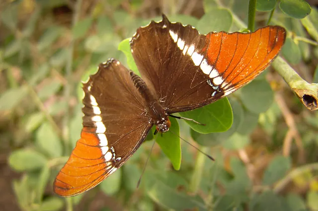 Siproeta Epaphus