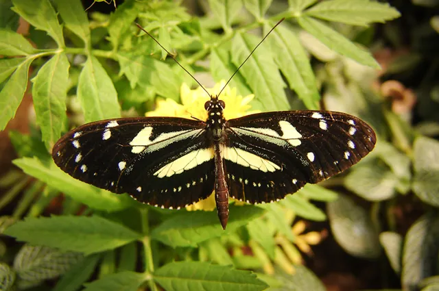 Heliconius Athis