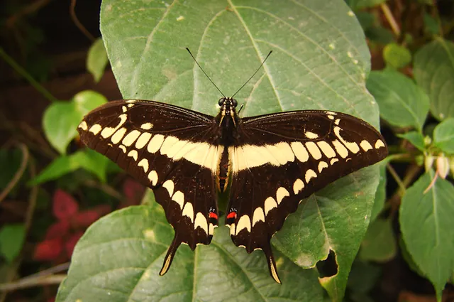 Mindo Butterfly Farm — photograph 24