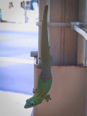 A green gecko hovers wanting a piece of the breakfast action